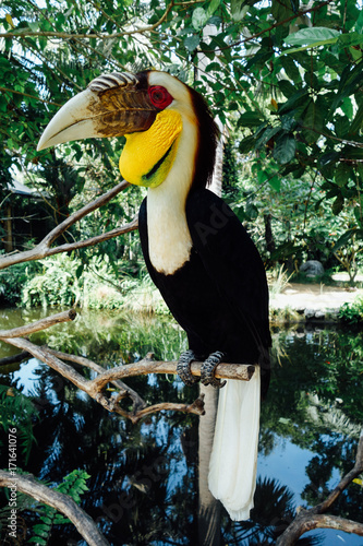 Amazing Bird photo