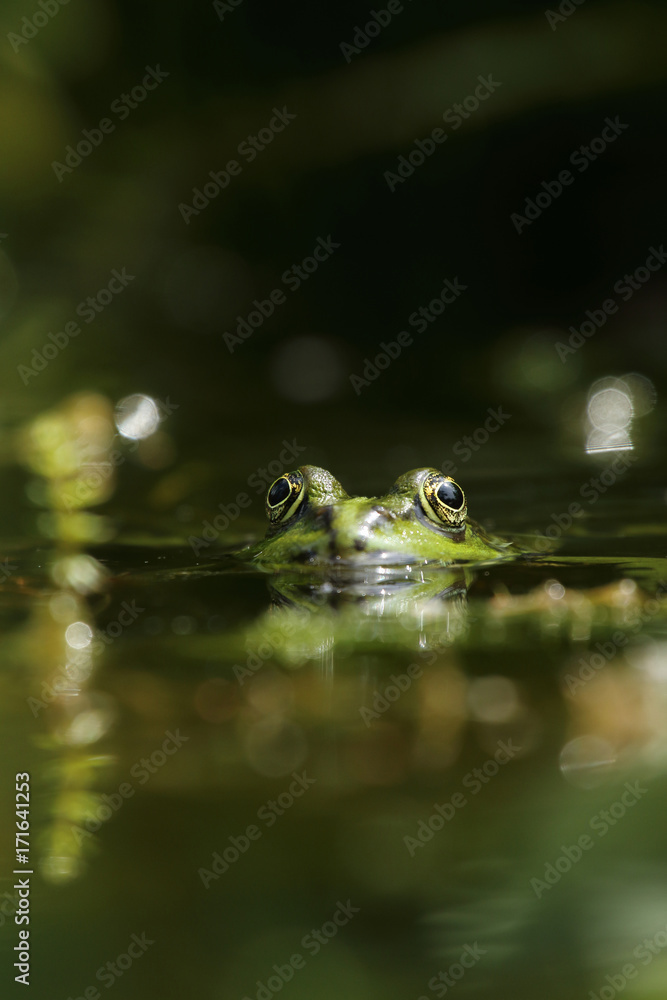 Green frog in garden pond Green frog in garden pond