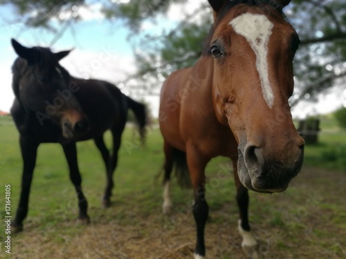 Horses Looking In The Camera