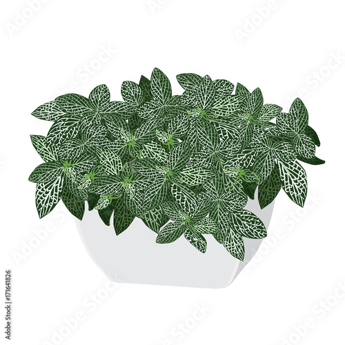 Plant a fittonia silvery (Fittonia argyroneura) in a pot