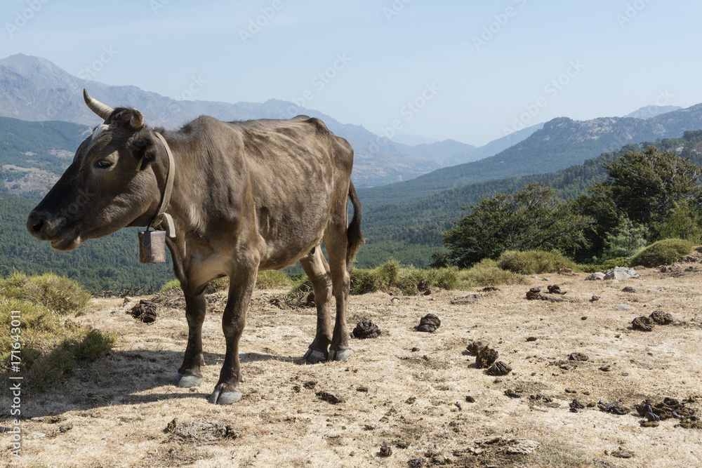 brown cow freely roaming on mountain meadow in Corsica brown cow freely roaming on mountain meadow in Corsica