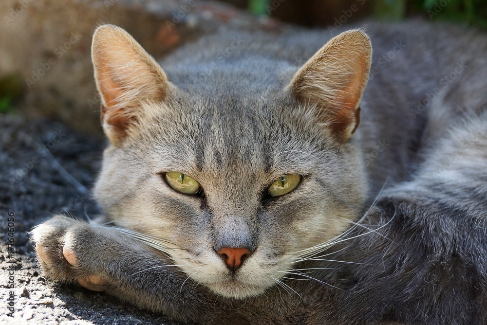 Naklejka premium Серый кот лежит на лапе и смотрит