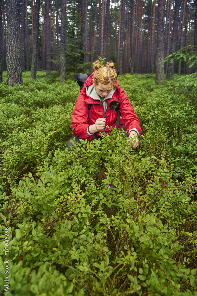 Woman in red coat picking blueberrys the forest Woman in red coat picking blueberrys the forest