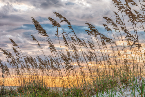 Sea Oats