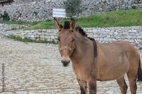 Horse Says Hi !