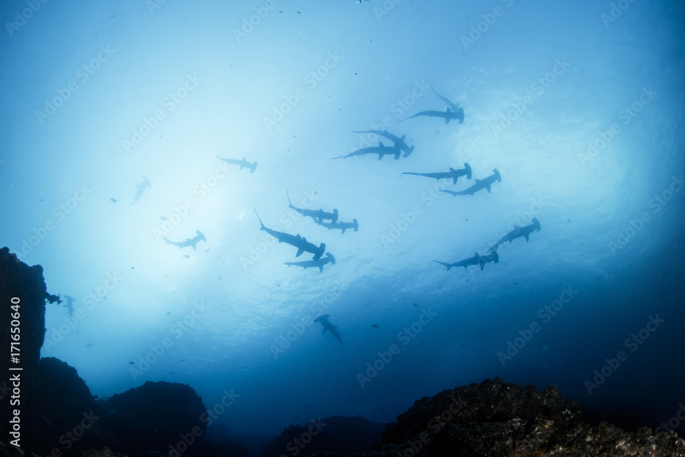 A school of hammerhead sharks on the move A school of hammerhead sharks on the move