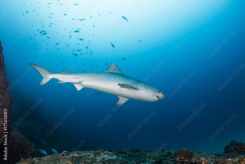 A big tiger shark swimming up on the reef A big tiger shark swimming up on the reef