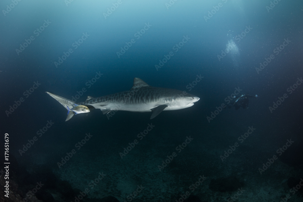 A big tiger shark swimming to a diver A big tiger shark swimming to a diver