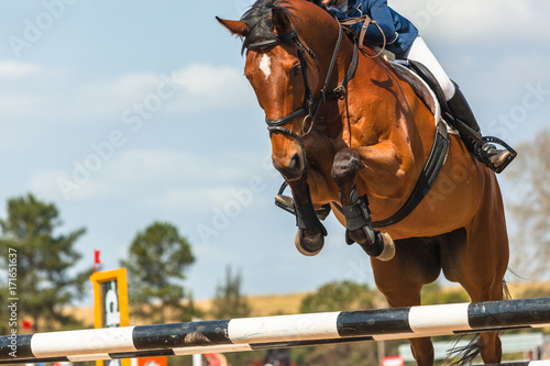 Show Jumping Horse Head Poles Rider Closeup Action
