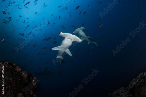 Two hammerhead sharks on the top photo