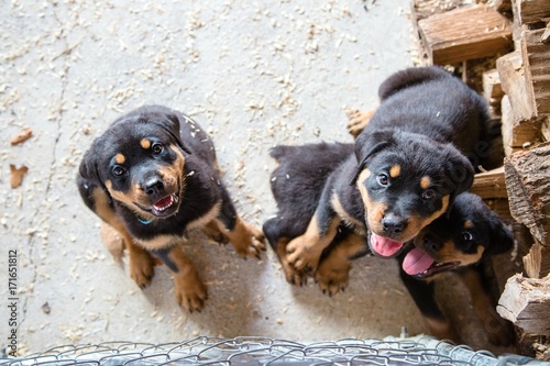 Photography Adorable Rottweiler puppies in a pen with sawdust