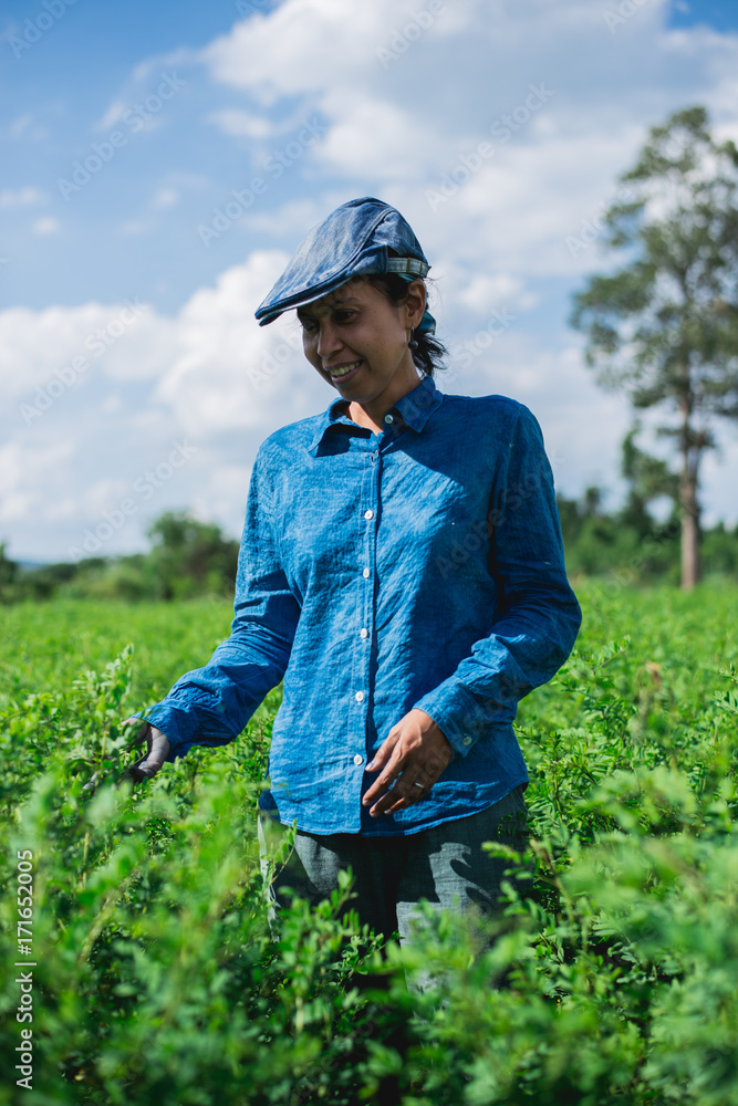 Blue woman in the indigo plantation Blue woman in the indigo plantation
