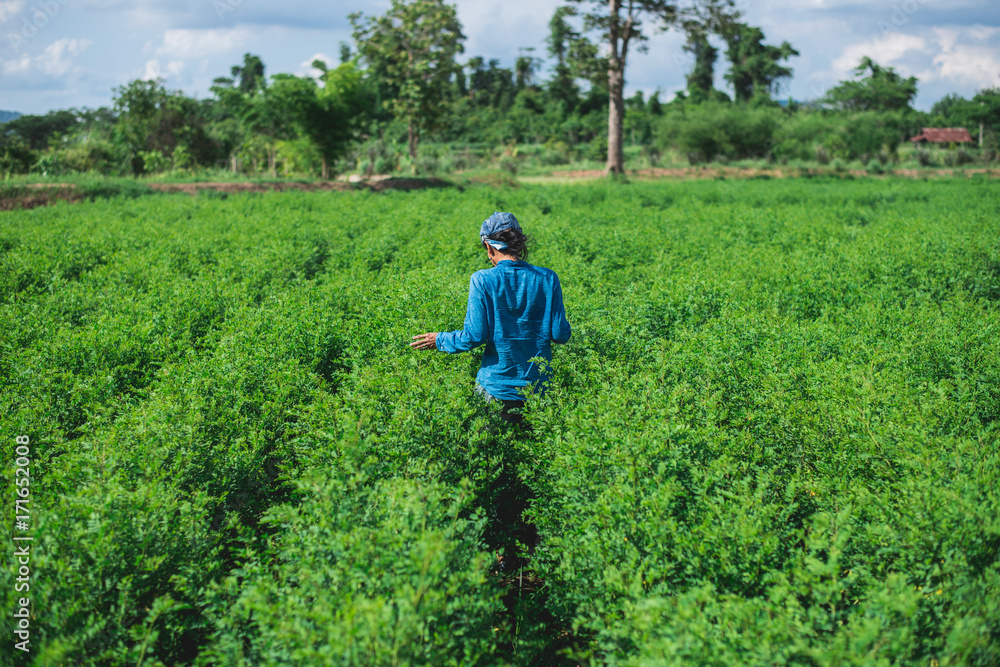 Blue woman in the indigo plantation Blue woman in the indigo plantation