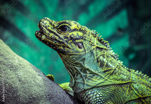 Iguana