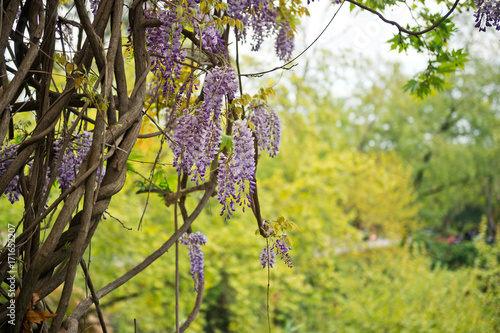 Shrub blooming clusters of purple flowers 8391.