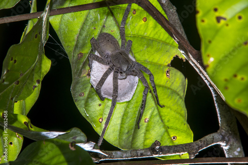 Aranha-armadeira Phoneutria-nigriventer (Phoneutria nigriventer) | Brazilian wandering spiders photographed in Linhares, Espírito Santo - Southeast of Brazil. Atlantic Forest Biome.  photo