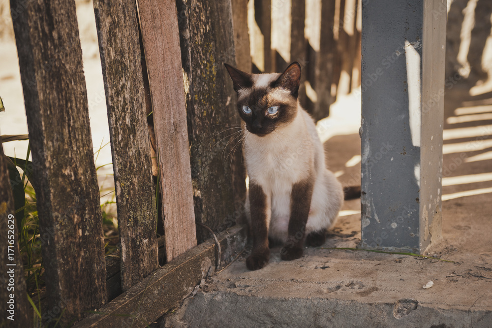 A Siamese cat at the village fence 8483. A Siamese cat at the village fence 8483.