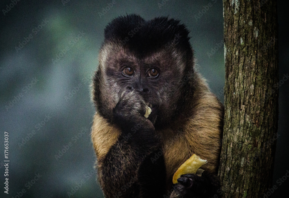 Fototapeta premium Monkey