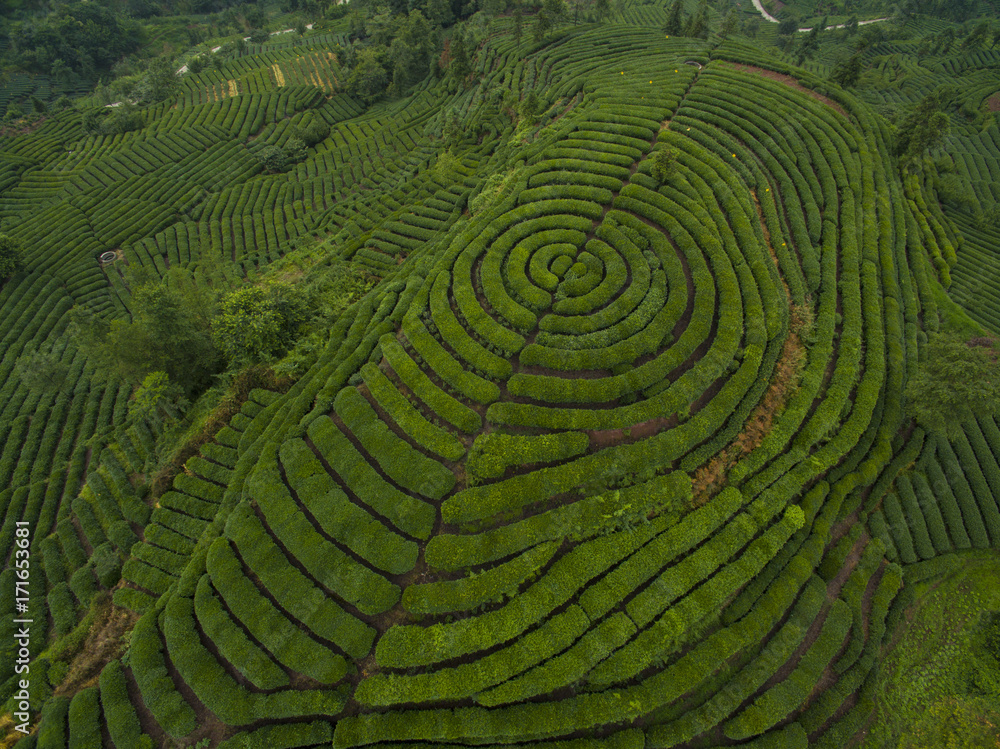 Tea Terraces in the mountain Tea Terraces in the mountain