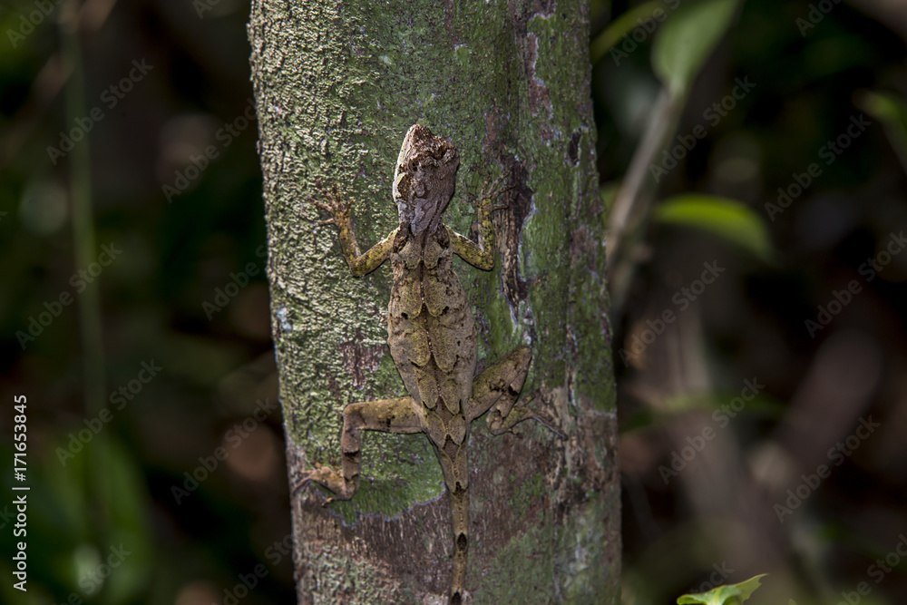 Obraz premium Camaleãozinho (Enyalius brasiliensis) | Brazilian Fathead Anole photographed in Linhares, Espírito Santo - Southeast of Brazil. Atlantic Forest Biome. 