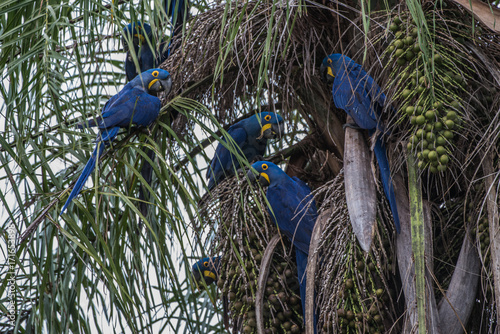 Hyacinth Macaw (Anodorhynchus hyacinthinus) lives in the biomes of the Amazon and especially in the Cerrado and Pantanal. This species is threatened with extinction. Captive animal.