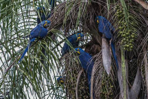 Hyacinth Macaw (Anodorhynchus hyacinthinus) lives in the biomes of the Amazon and especially in the Cerrado and Pantanal. This species is threatened with extinction. Captive animal. photo