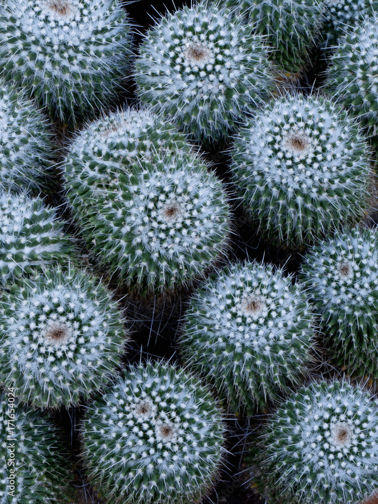 Pincushion cactii (Mammillaria sp.) from above Pincushion cactii (Mammillaria sp.) from above