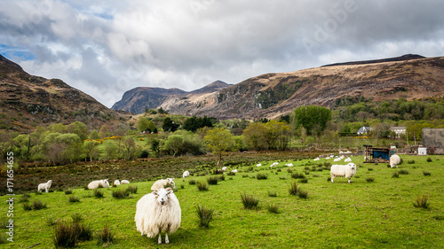 Schafe im Grünen in typischem Irland