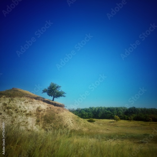Одинокий дуб на холме