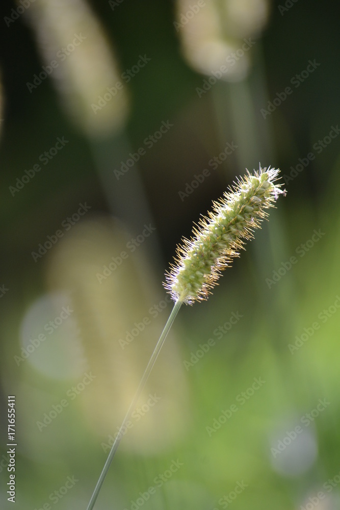 NATUR NATUR