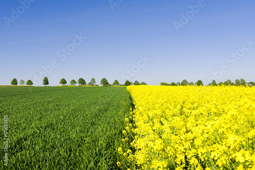 Yellow and Green Crops , Agricultural fields