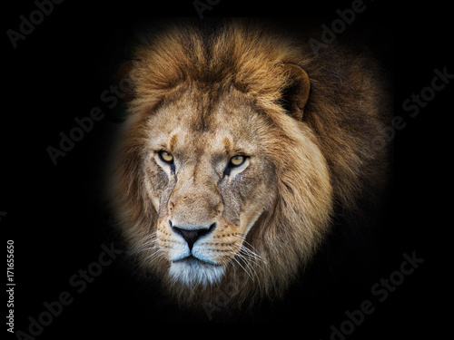 Lion head © Christoph