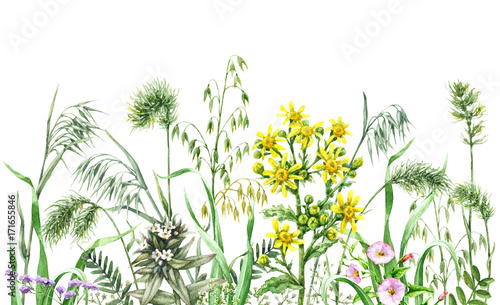 Watercolor wild flowers border