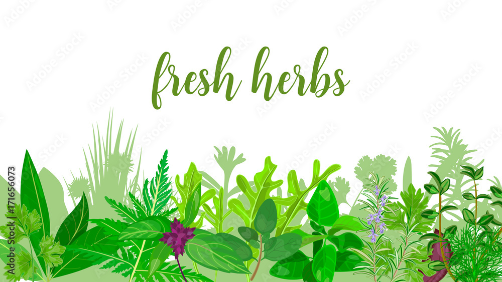 Obraz Popular Realistic herbs and flowers with text set in green color Peppermint, lavender, sage,