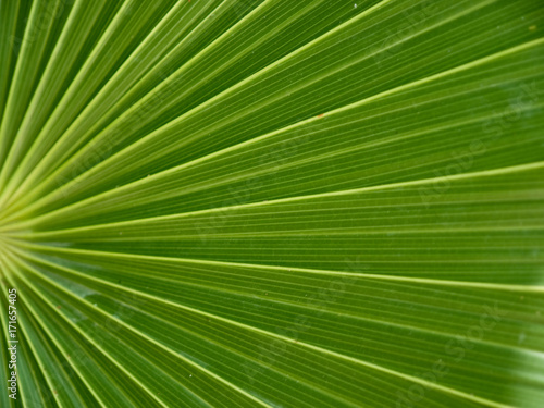 Closeup Palm Frond