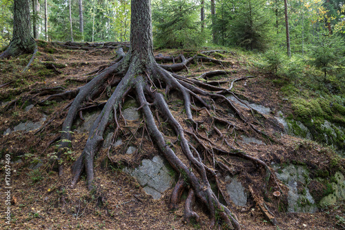 Pine tree and its long roots on a cliff in the forest in Finland in the autumn.