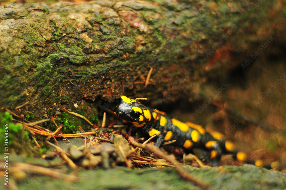 Fire salamander in his natural environment