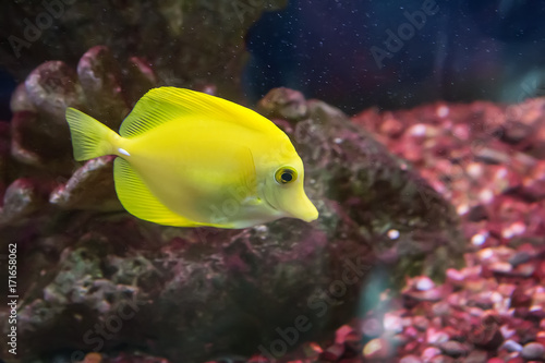 bright yellow tropical fish © Yuri Bizgaimer