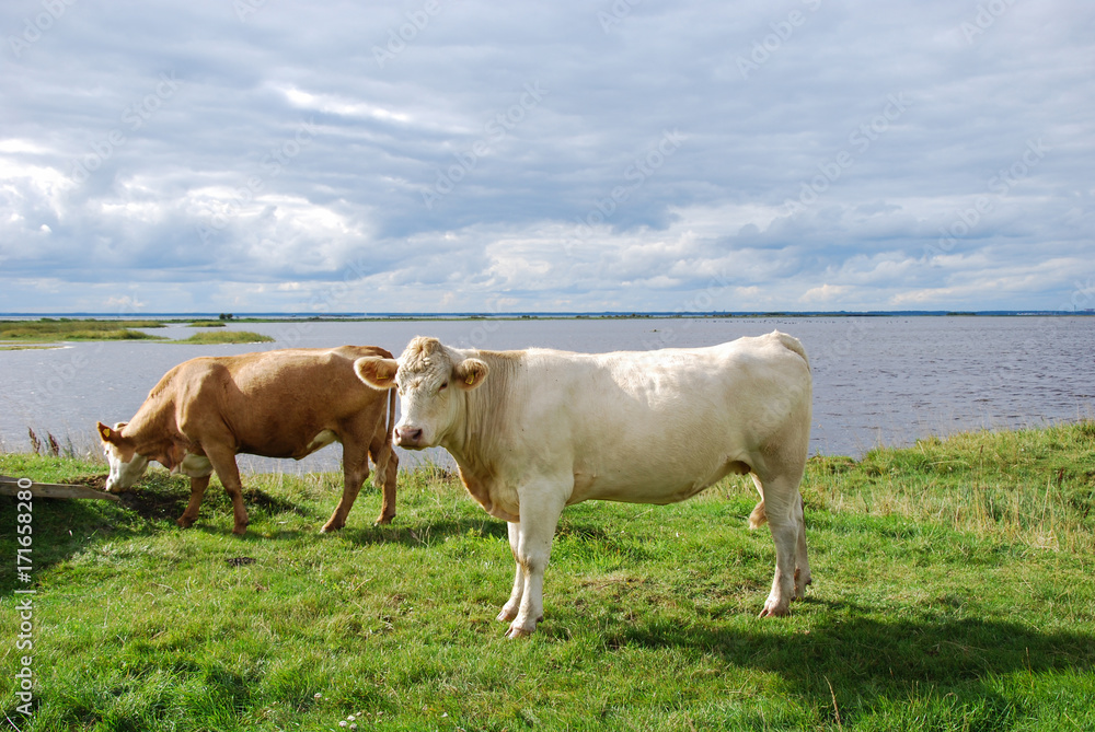 Peaceful view with cattle by seaside
