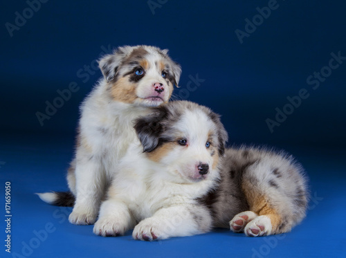 Australian sheepdog puppies