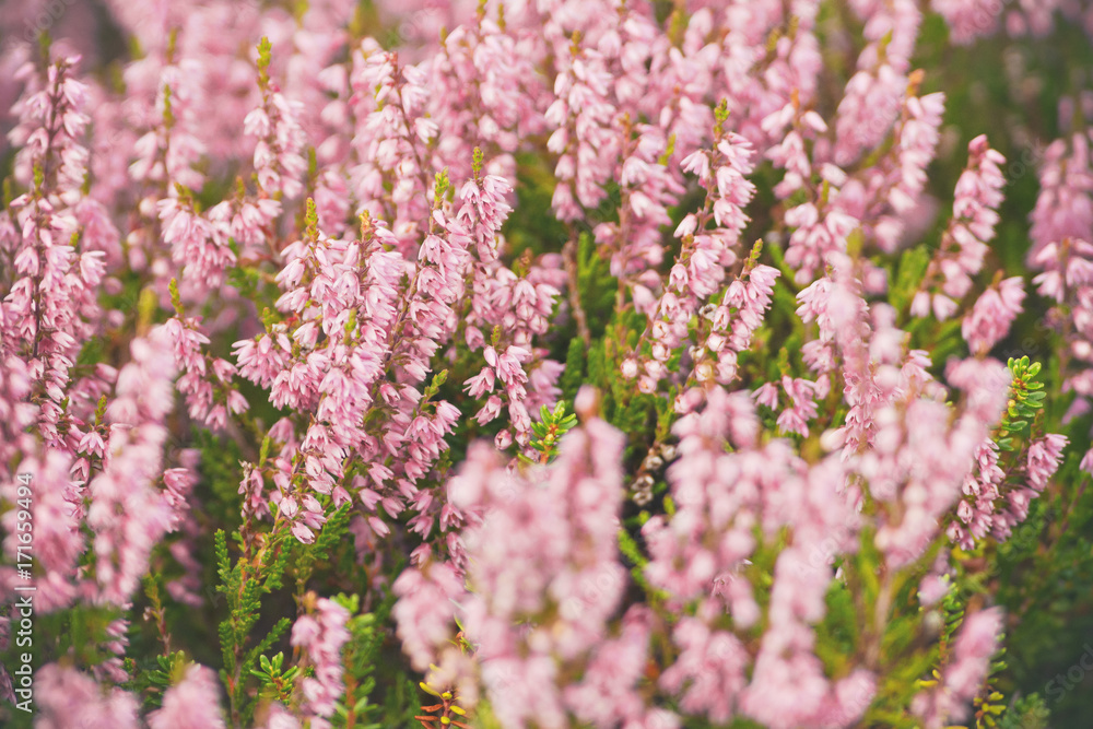 Pink common heather or Calluna vulgaris in closeup during autumn Pink common heather or Calluna vulgaris in closeup during autumn