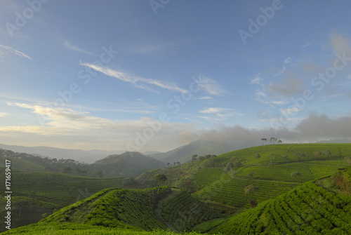 Tea Plantation Landscape