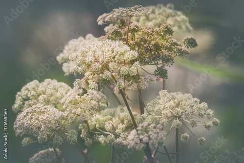 Big cow parsley flowers at ...