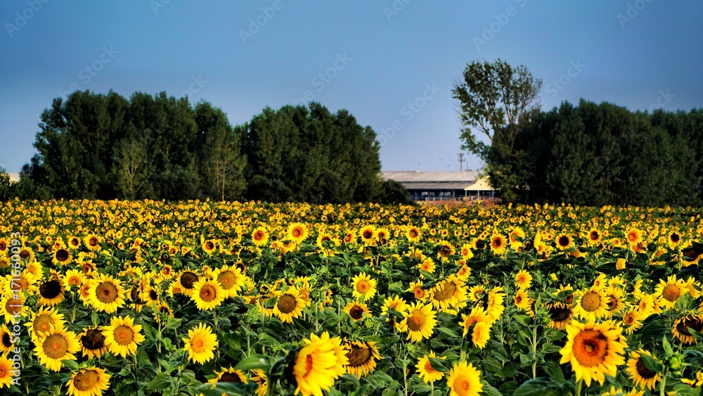 Fototapeta premium flowers