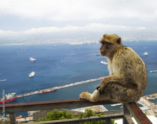 Sitting Barbary macaques in Gibraltar © raimund14
