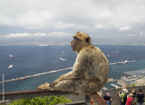 Sitting Barbary macaques in Gibraltar © raimund14