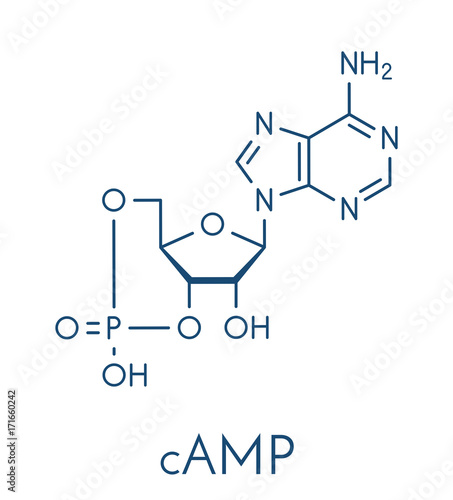 Cyclic adenosine monophosphate (cAMP) second messenger molecule. Plays role in intracellular signal transduction. Skeletal formula. photo