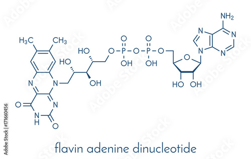 Flavin adenine dinucleotide (FAD) redox coenzyme molecule. Skeletal formula.
