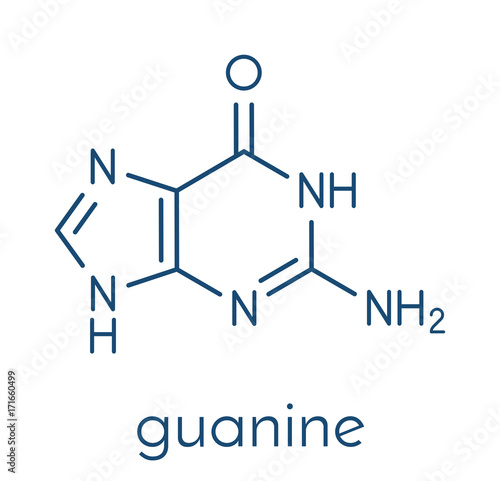 Guanine (G) purine nucleobase molecule. Base present in DNA and RNA. Skeletal formula.