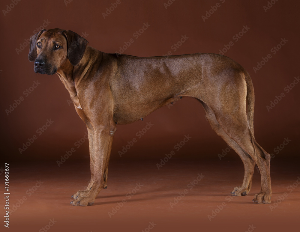 rhodesian ridgeback rhodesian ridgeback